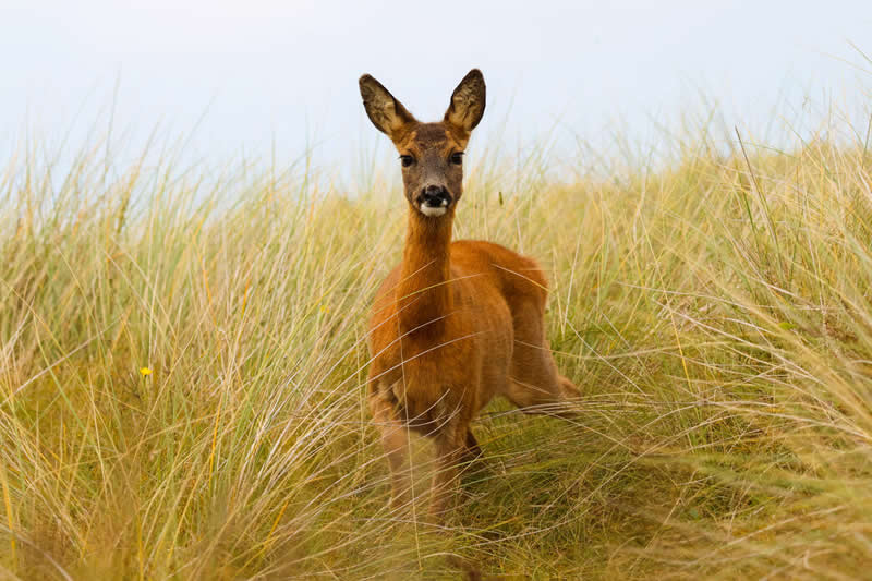 Roe deer by Lucie Gregory - Norfolk Wildlife Trust Competition Winners