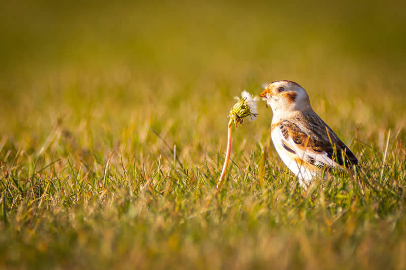 Snow bunting by Vinnie Purdy - Norfolk Wildlife Trust Competition Winners