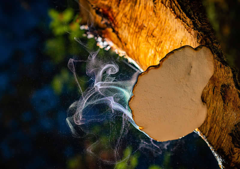 Bracket fungus by Ferenc Szoradi - Norfolk Wildlife Trust Competition Winners