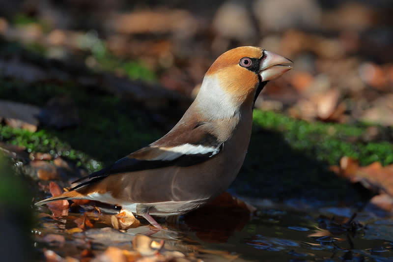 Hawfinch by Russ Bartlett - Norfolk Wildlife Trust Competition Winners