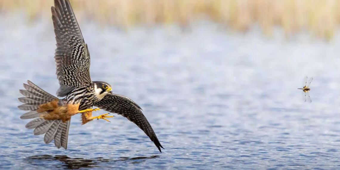 Norfolk Wildlife Trust Competition Winners