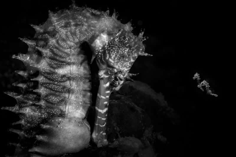 Overall winner and Wildlife Photographer of the Year: Julien Anton - Ocean Photographer of the Year 2026 Winners