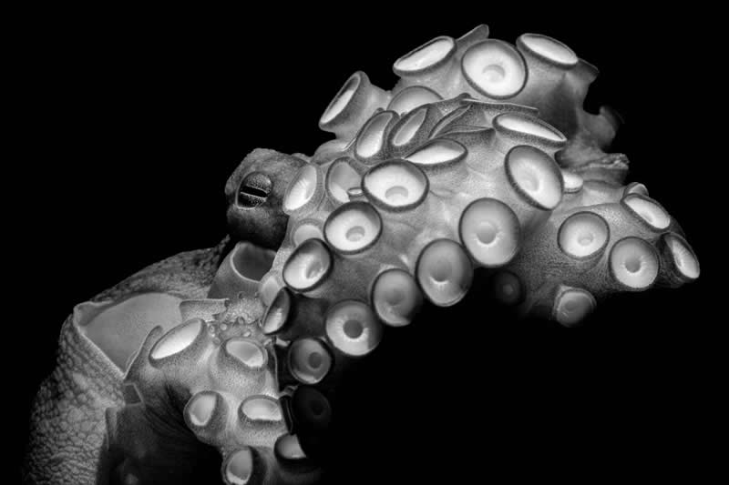 Fine Art Photographer of the Year - 2nd Place: James Ferrara - Ocean Photographer of the Year 2026 Winners