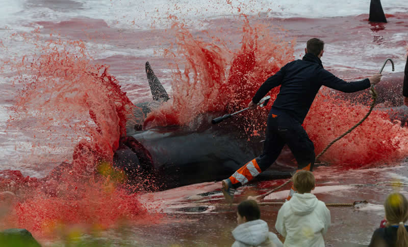 Conservation (Impact) Photographer of the Year - 2nd Place: Karsten Michels - Ocean Photographer of the Year 2026 Winners