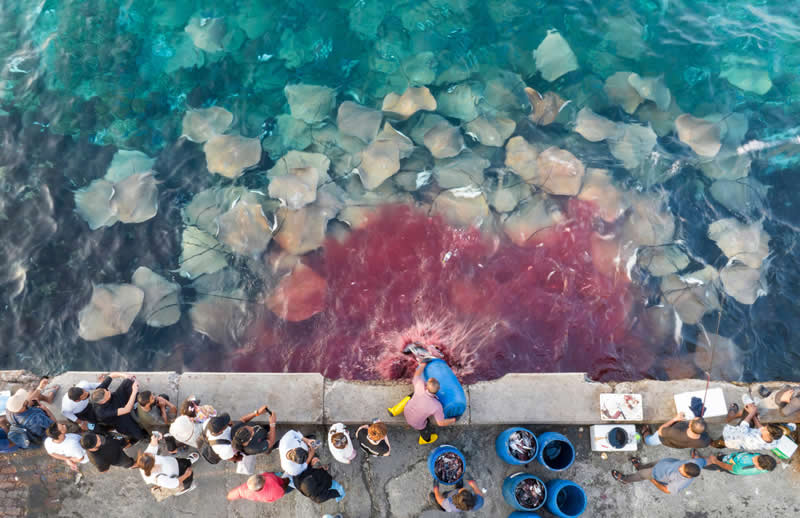 Conservation (Impact) Photographer of the Year - 3rd Place: Lu Minqiang - Ocean Photographer of the Year 2026 Winners
