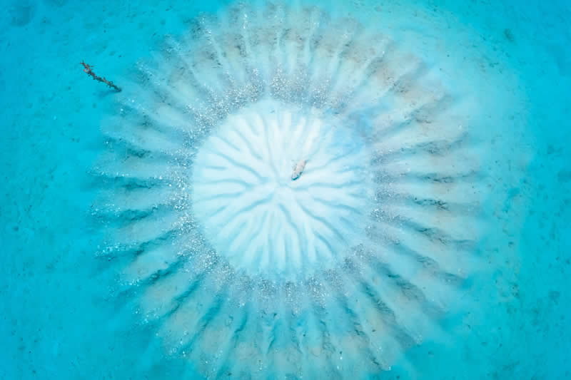 Conservation (Hope) Photographer of the Year - 3rd Place: Yuta Shigeno - Ocean Photographer of the Year 2026 Winners