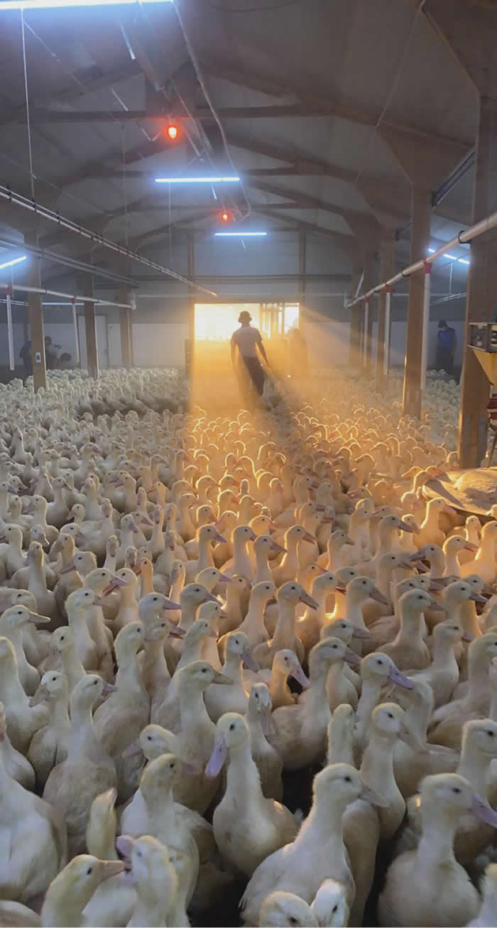 The Flock - Photos looks like Paintings