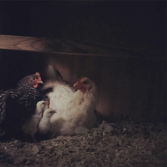 Stuck my arm in the coop to sneak a pic of the hens settling down at dusk one night- &ldquo;magic hour&rdquo; - Photos looks like Paintings