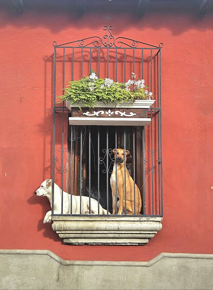 Dogs in Window - Photos looks like Paintings