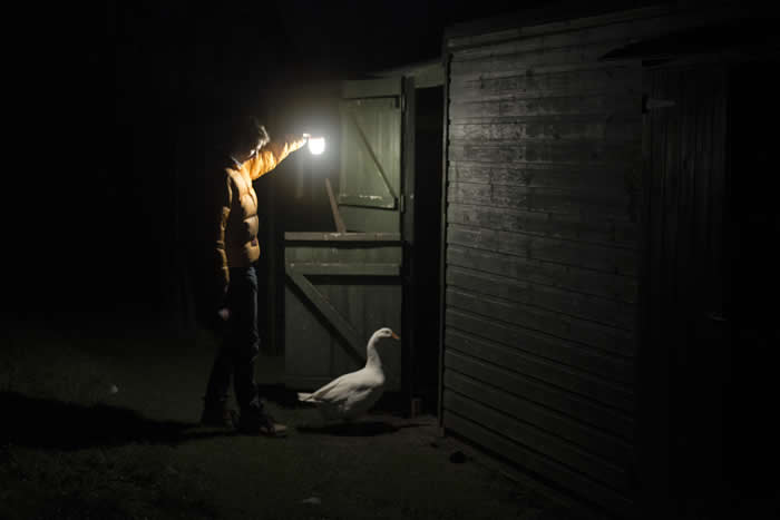 Bedtime for Jeff the goose - Photos looks like Paintings