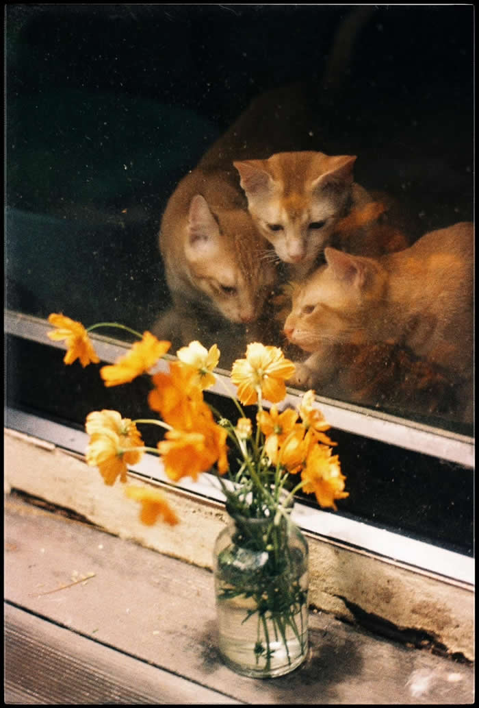 Cats on expired Fuji Velvia 50 - Photos looks like Paintings