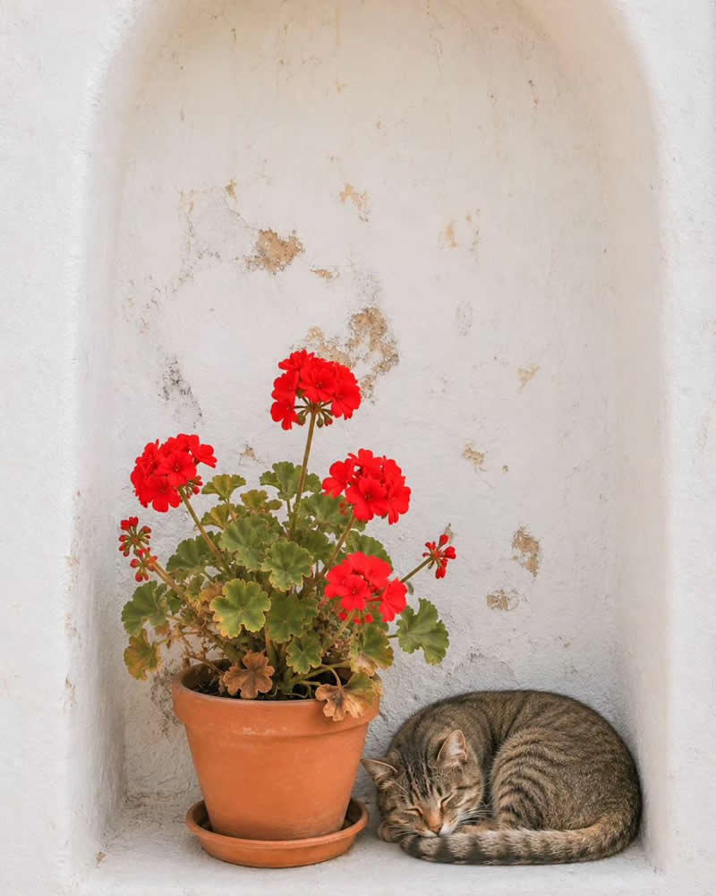 A Geranium and a Cat: Photography by Roka Spanagiotis, Greece - Simple is Beautiful in Photography