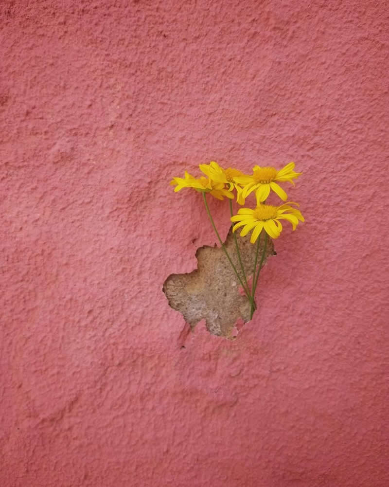 Hope Finds a Way: Photography by Teresa Fonseca - Simple is Beautiful in Photography