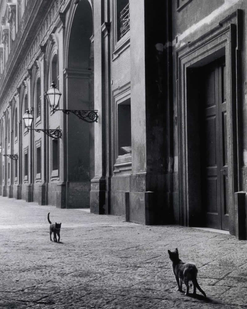 Cat Stand-Off, Naples, Italy: Photography by Leonard Freed - Simple is Beautiful in Photography