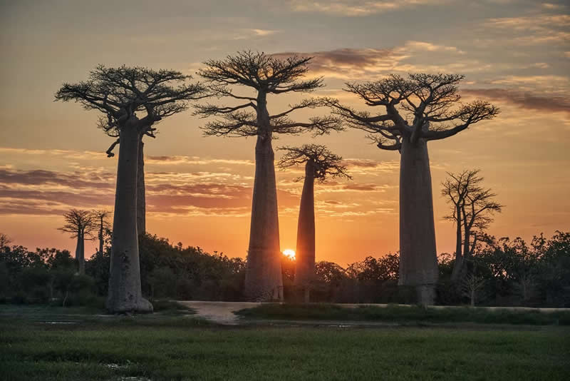 Baobab Sunset by H&eacute;ctor Ruiz, Spain - The Artist Gallery Awards 2026 Travel Winners