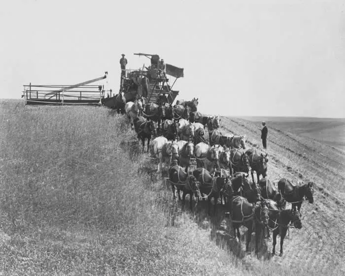 A 30-horse combine grain thresher, Washington, US, 1912.