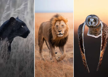 Breathtaking Wildlife Photos by Award-Winning Nature Photographers