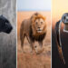 Breathtaking Wildlife Photos by Award-Winning Nature Photographers