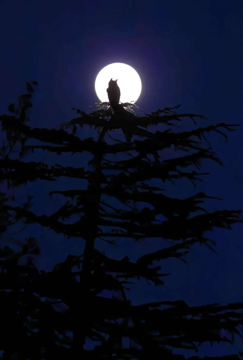 Parham Pourahmad Wins Prestigious Young Bird Photographer of the Year 2026
