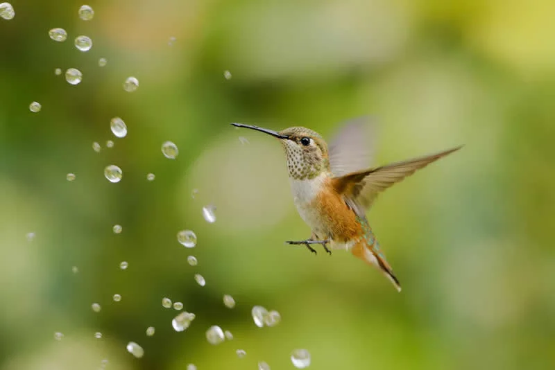 Parham Pourahmad Wins Prestigious Young Bird Photographer of the Year 2026