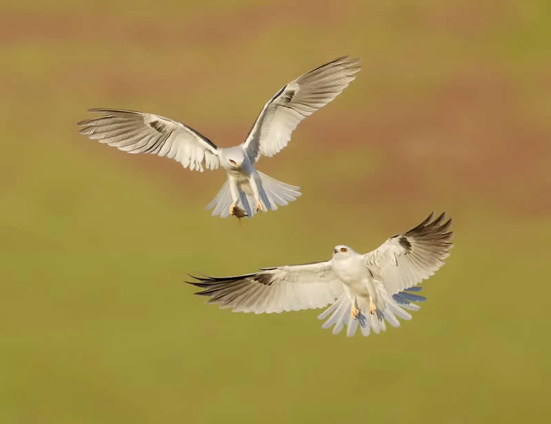 Parham Pourahmad Wins Prestigious Young Bird Photographer of the Year 2026