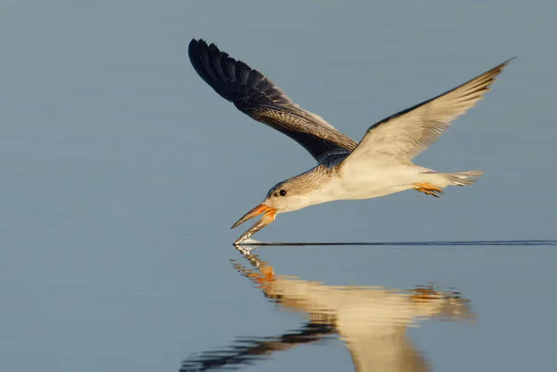 Parham Pourahmad Wins Prestigious Young Bird Photographer of the Year 2026