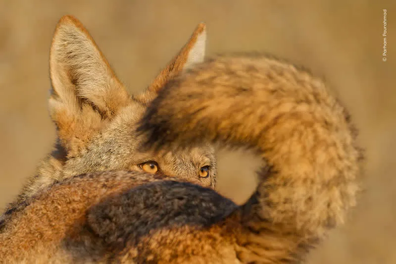 Parham Pourahmad Wins Prestigious Young Bird Photographer of the Year 2026