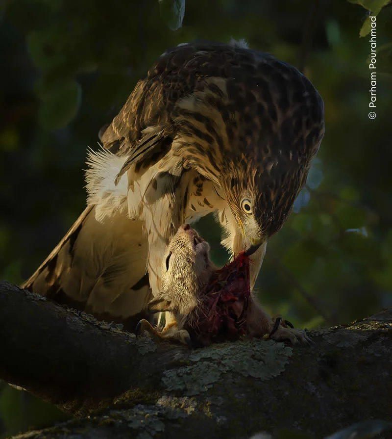 Parham Pourahmad Wins Prestigious Young Bird Photographer of the Year 2026