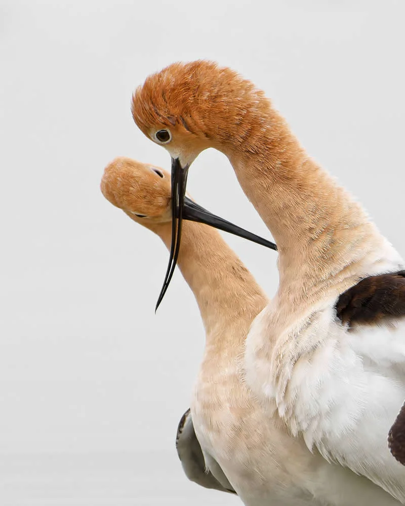 Parham Pourahmad Wins Prestigious Young Bird Photographer of the Year 2026