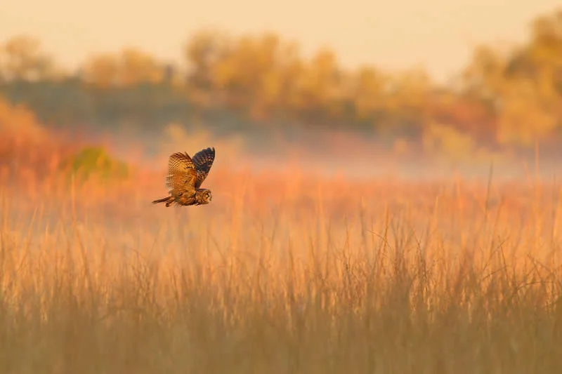 Parham Pourahmad Wins Prestigious Young Bird Photographer of the Year 2026