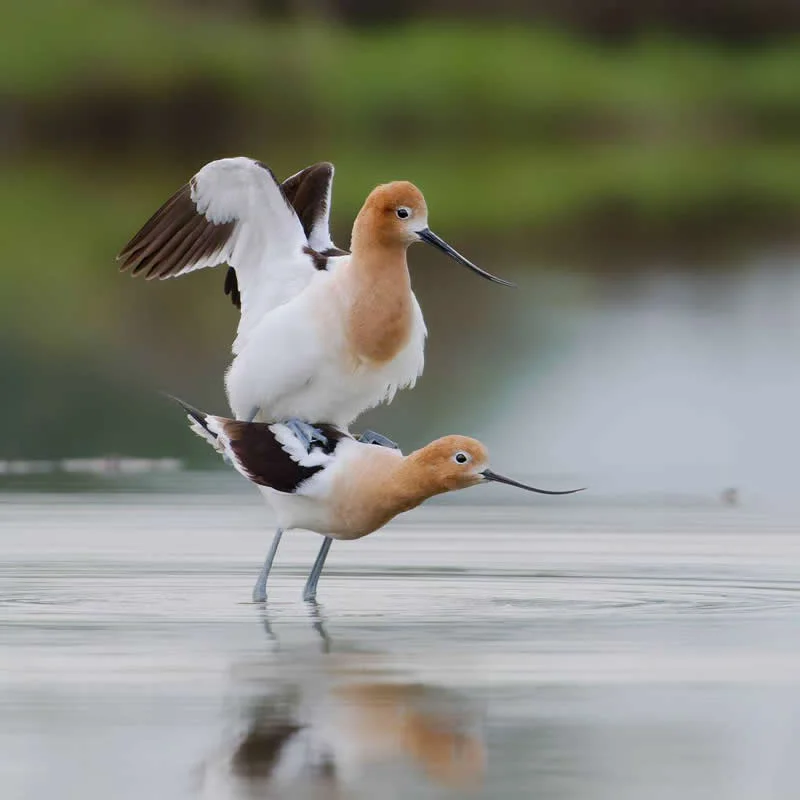 Parham Pourahmad Wins Prestigious Young Bird Photographer of the Year 2026