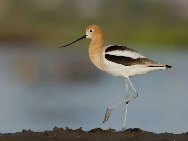 Parham Pourahmad Wins Prestigious Young Bird Photographer of the Year 2026