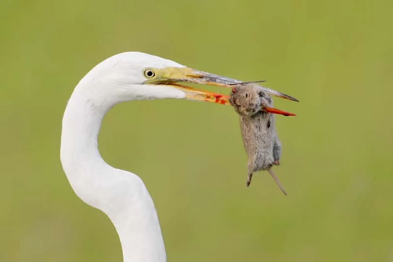 Parham Pourahmad Wins Prestigious Young Bird Photographer of the Year 2026