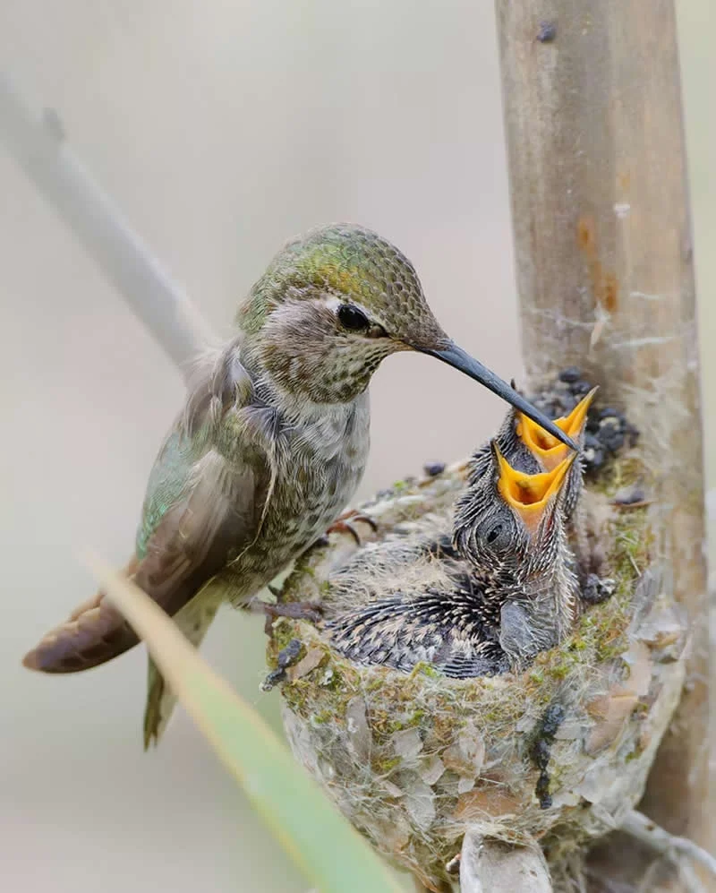 Parham Pourahmad Wins Prestigious Young Bird Photographer of the Year 2026