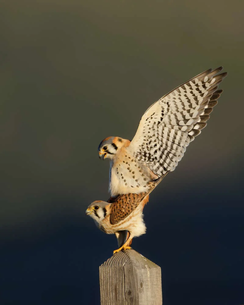 Parham Pourahmad Wins Prestigious Young Bird Photographer of the Year 2026