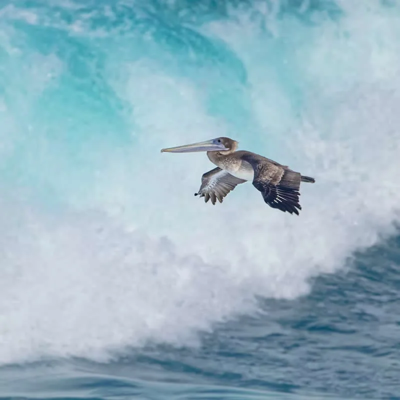 Parham Pourahmad Wins Prestigious Young Bird Photographer of the Year 2026
