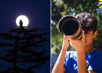 16-Year-Old Parham Pourahmad Wins Prestigious Young Bird Photographer of the Year 2026