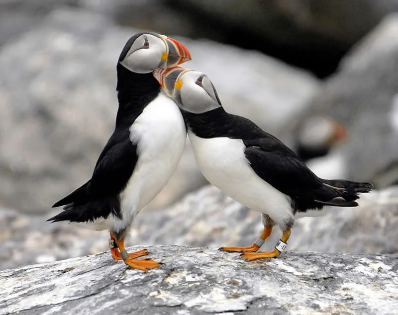 Bronze: Puffinuzzle by Derrick Z Jackson, United States - 12Awards Photography Competition Nature Wildlife Winners
