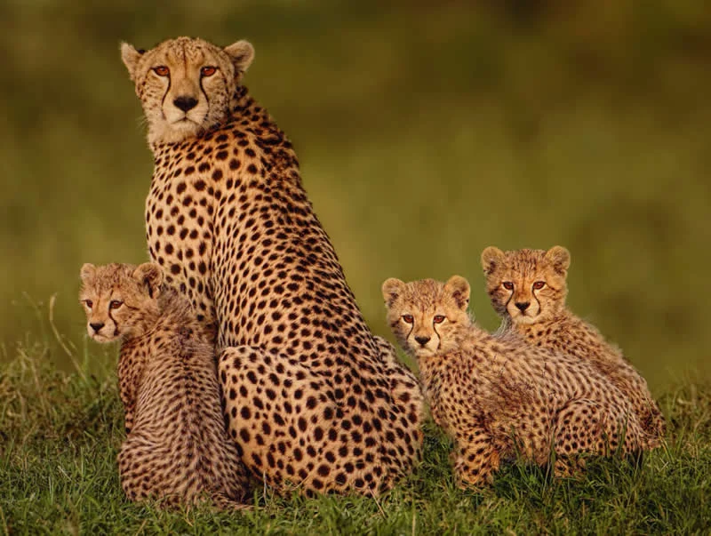 Cheetah family by Graeme Guy, Malaysia - 12Awards Photography Competition Nature Wildlife Winners