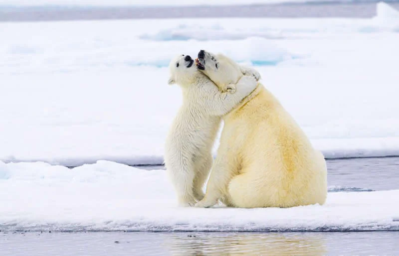 Inheritance by Somdutt Prasad, United Kingdom - 12Awards Photography Competition Nature Wildlife Winners