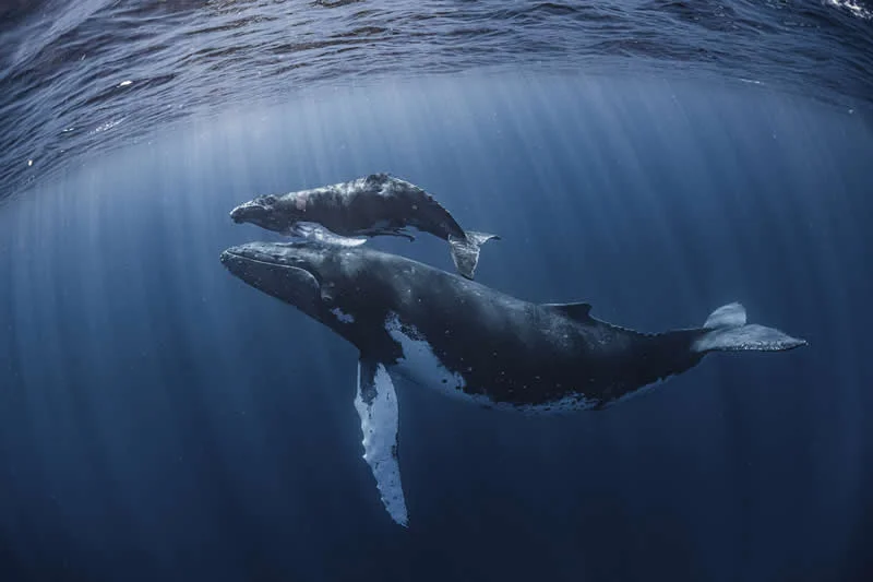 Mother's love by Daisuke Kurashima, Japan - 12Awards Photography Competition Nature Wildlife Winners