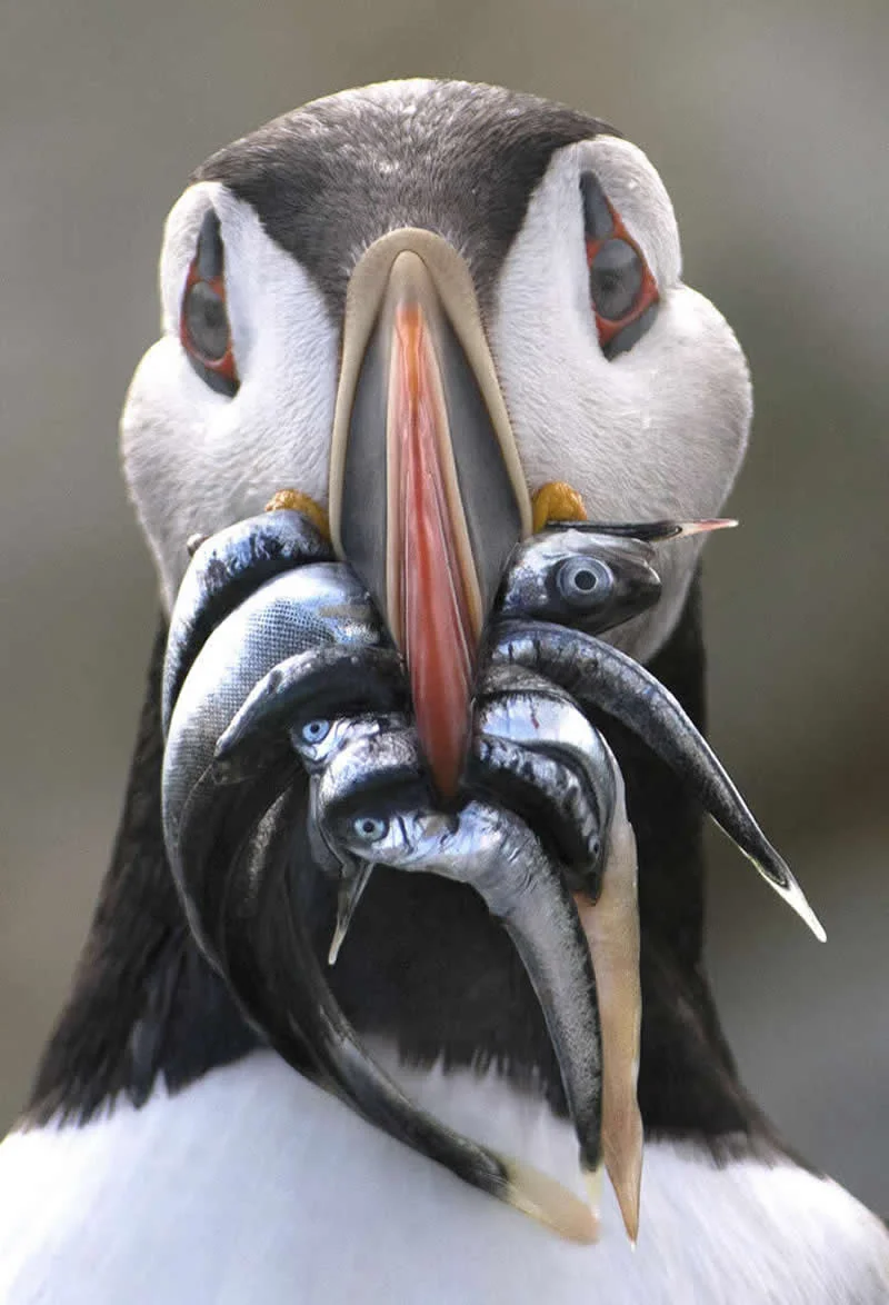 The Puffin Feed by Derrick Z Jackson, United States - 12Awards Photography Competition Nature Wildlife Winners