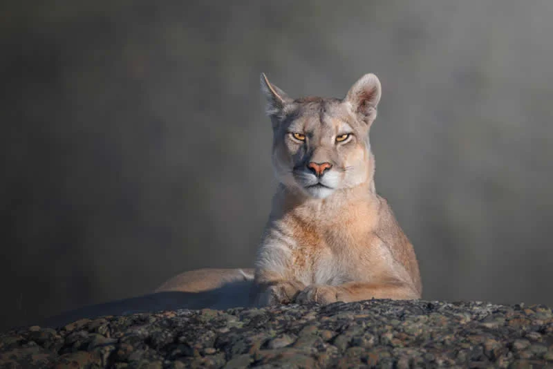 Chile, the Cougar is on the prowl by Marcello Galleano, Italia - 12Awards Photography Competition Nature Wildlife Winners