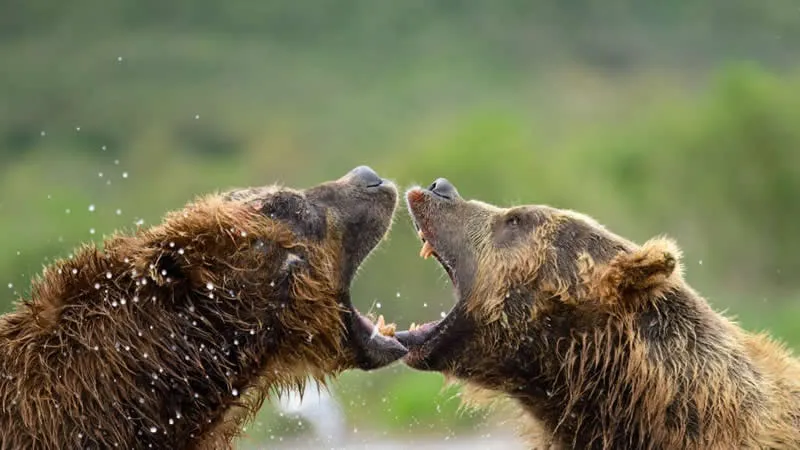 Clash by Somdutt Prasad, United Kingdom - 12Awards Photography Competition Nature Wildlife Winners
