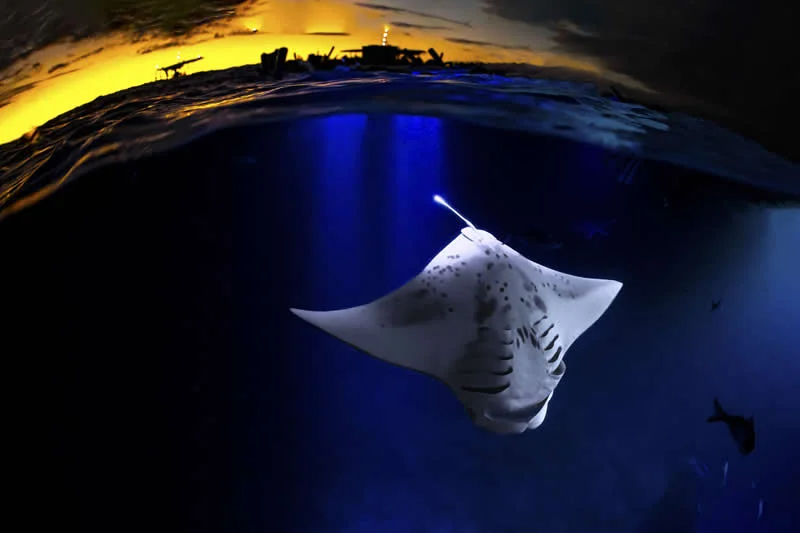 Kona Nights by Don Hurzeler, United States - 12Awards Photography Competition Nature Wildlife Winners