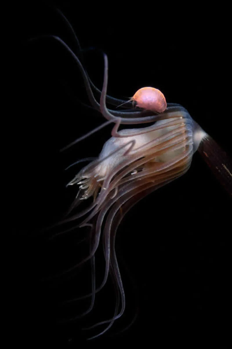 Lady of the House by Paul Eijkemans, Netherlands - 12Awards Photography Competition Nature Wildlife Winners