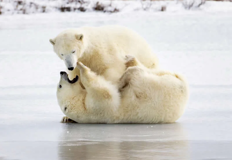 Polar Bear Playing by Phillip Kwan, Canada - 12Awards Photography Competition Nature Wildlife Winners