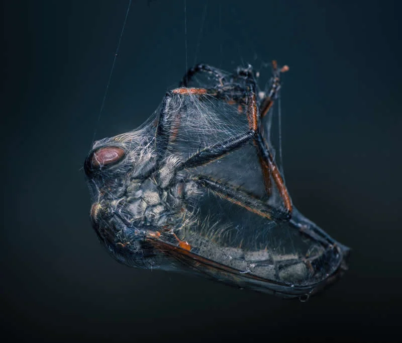 Powerless by Niki Colemont, Belgi&euml; - 12Awards Photography Competition Nature Wildlife Winners