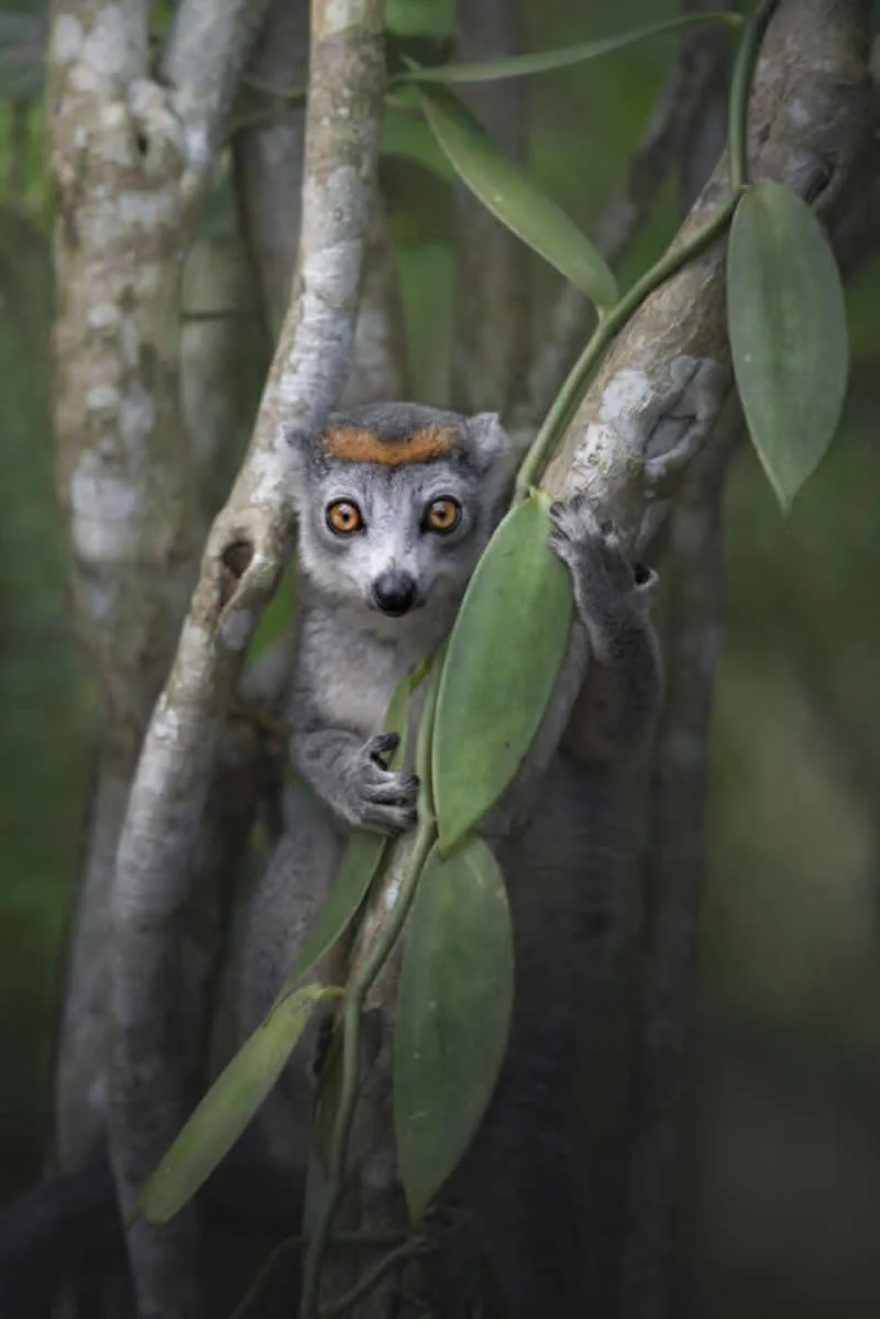 The Guardian of Magic by Marcello Galleano, Italia - 12Awards Photography Competition Nature Wildlife Winners