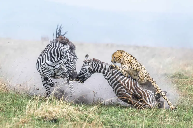 Those last seconds by Alex Brackx, Belgium - 12Awards Photography Competition Nature Wildlife Winners